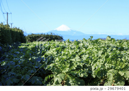 冬晴れの畑からの富士山 29679401