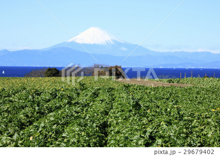 冬晴れの畑からの富士山 29679402