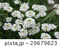 花 イベリス 花 イベリス 29679623