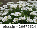 花 イベリス 花 イベリス 29679624
