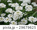 花 イベリス 花 イベリス 29679625