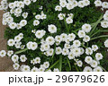 花 イベリス 花 イベリス 29679626