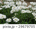 花 イベリス 花 イベリス 29679705