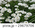 花 イベリス 花 イベリス 29679706