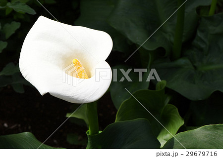 カラーの花 29679716