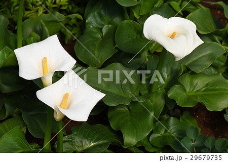 カラーの花 29679735