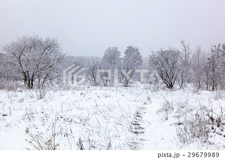 Winter trees under the snow. Forest landscape 29679989