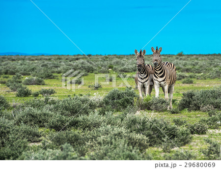 Zebras in Etosha national park, Namibia 29680069