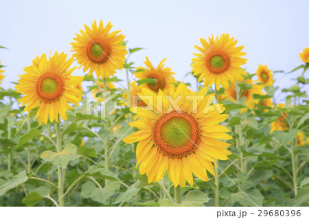 ヒマワリ 29680396