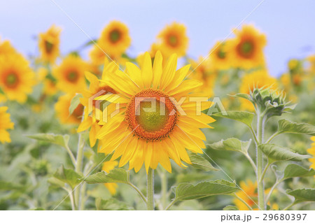 ヒマワリ 29680397