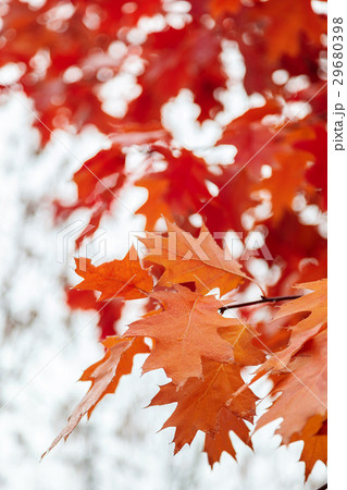 Autumn Oak leaves against the sky as a backdrop 29680398