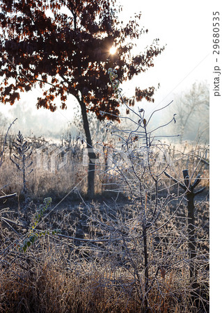 Leaves and grass with hoarfrost as a background. Leaves and grass with hoarfrost as a background. 29680535