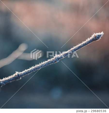 Leaves and grass with hoarfrost as a background Leaves and grass with hoarfrost as a background 29680536