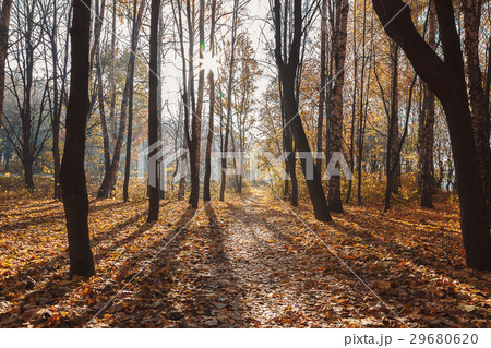 Autumn Forest sunny morning. Landscape. Nature Autumn Forest sunny morning. Landscape. Nature 29680620