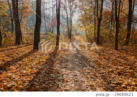 Autumn Forest sunny morning. Landscape. Nature 29680621