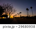 カルフォルニア　夕日　ヤシの木 29680938