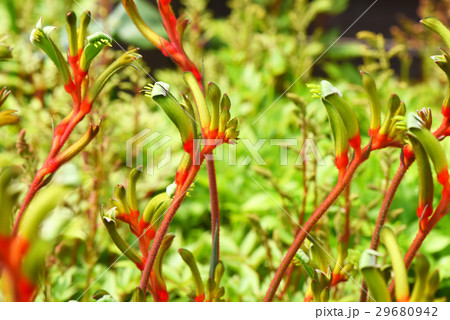 カンガルーポー　レッドアンドグリーン 29680942