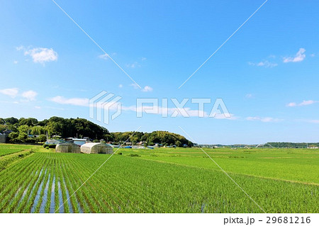 夏の青空 綺麗な田んぼ風景の写真素材