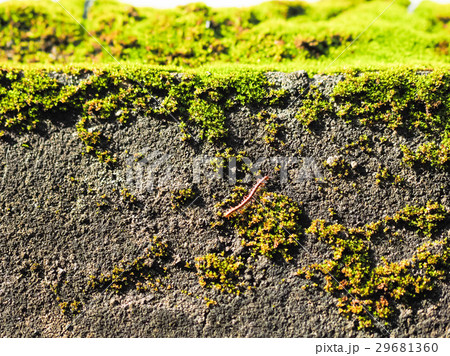 こけ コケ 苔 29681360