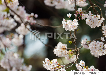 桜 29681503