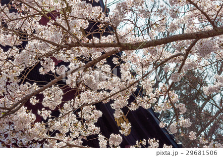 桜 29681506