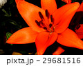 ユリの開花 29681516