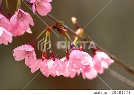 ミヤビ桜 29681573