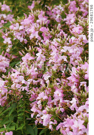 クレオメ 29681766