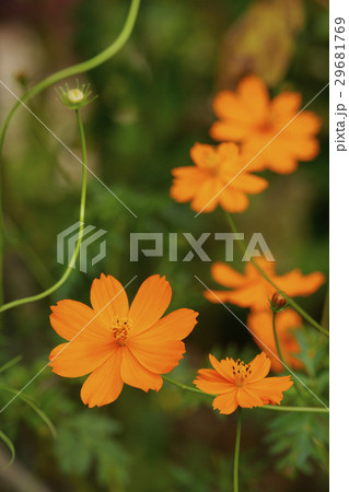 コスモス 29681769