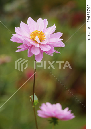 ダリア 29681793