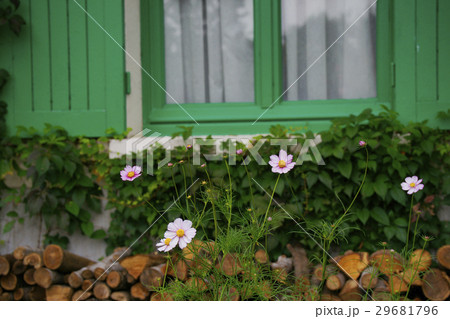 コスモス 29681796