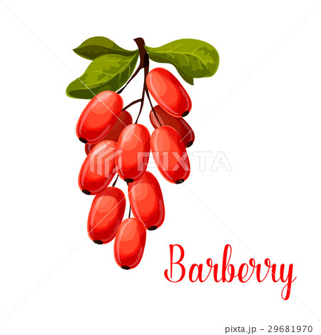 Barberry fruit icon for food and spices design Barberry fruit icon for food and spices design 29681970