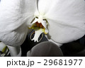胡蝶蘭の開花 29681977