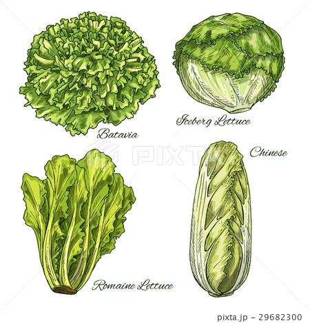 Cabbage and lettuce vegetable isoletad sketch 29682300