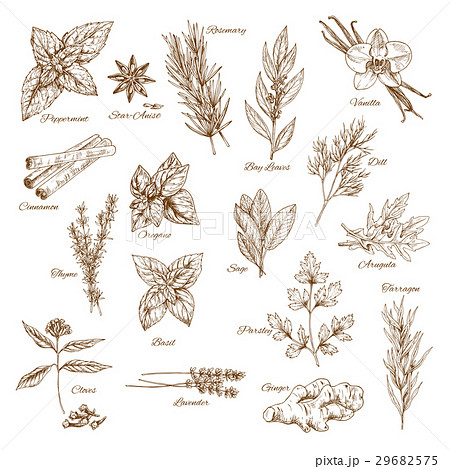 Herbs, spices and leaf vegetable sketch poster Herbs, spices and leaf vegetable sketch poster 29682575