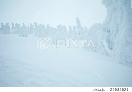 樹氷 29682621