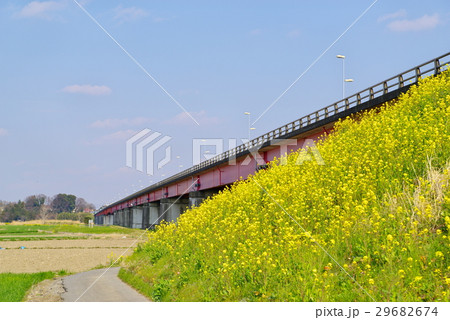 川幅日本一 土手に咲く菜の花と荒川の橋梁 b 川幅日本一 土手に咲く菜の花と荒川の橋梁 b 29682674