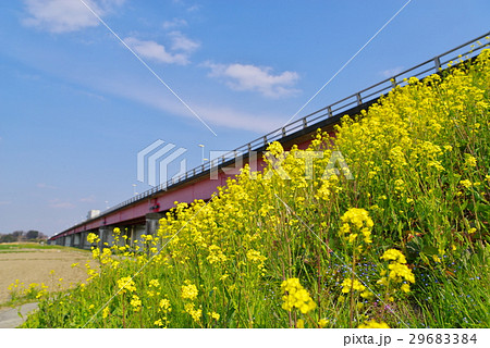 土手に咲く菜の花と荒川の橋梁 29683384