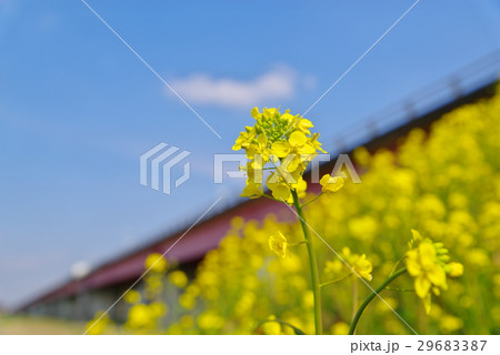 土手に咲く菜の花と荒川の橋梁　クローズアップ 29683387