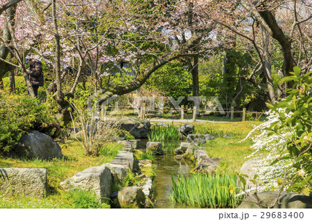 春の渉成園 29683400