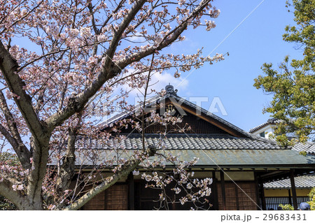 春の渉成園 29683431