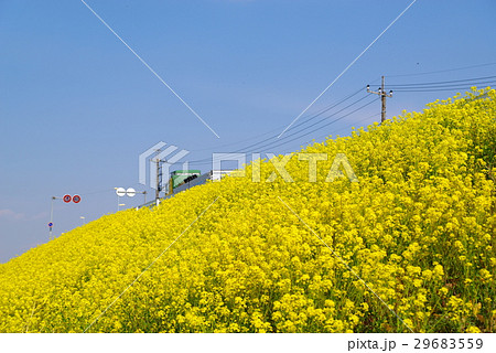 道路下の土手 一面に咲いた菜の花 走るトラック 29683559