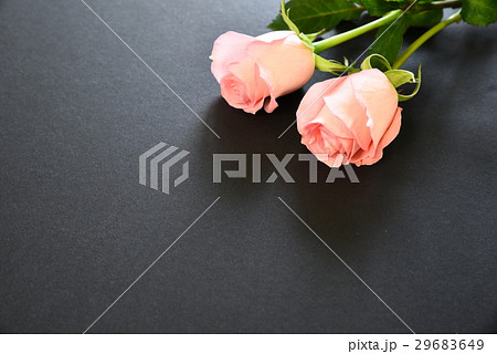 薔薇 バラ科 バラ 29683649