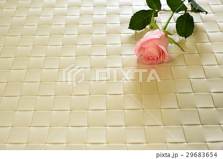 薔薇 バラ科 バラ 29683654