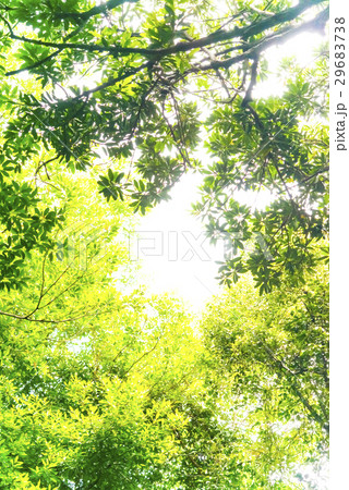木漏れ日　ジャングル 29683738