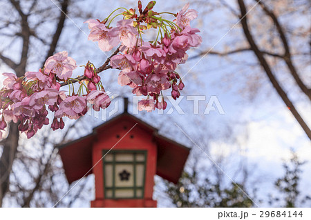 平野神社 平野神社 29684144