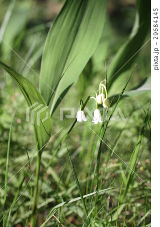 lilies of the valley 29684145