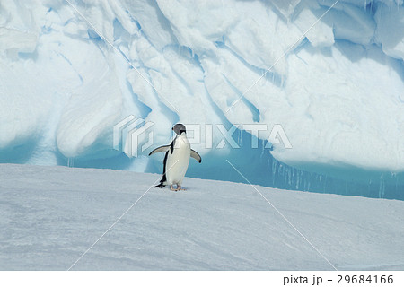 Adelie Penguin on iceberg 29684166