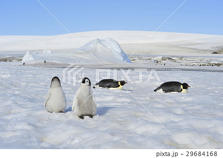 Beautiful view of icebergs Snow Hill Antarctica 29684168