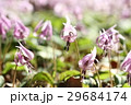 満開のカタクリの花 29684174